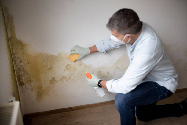 Best Emergency Mold Remediation  in Fayette, IA